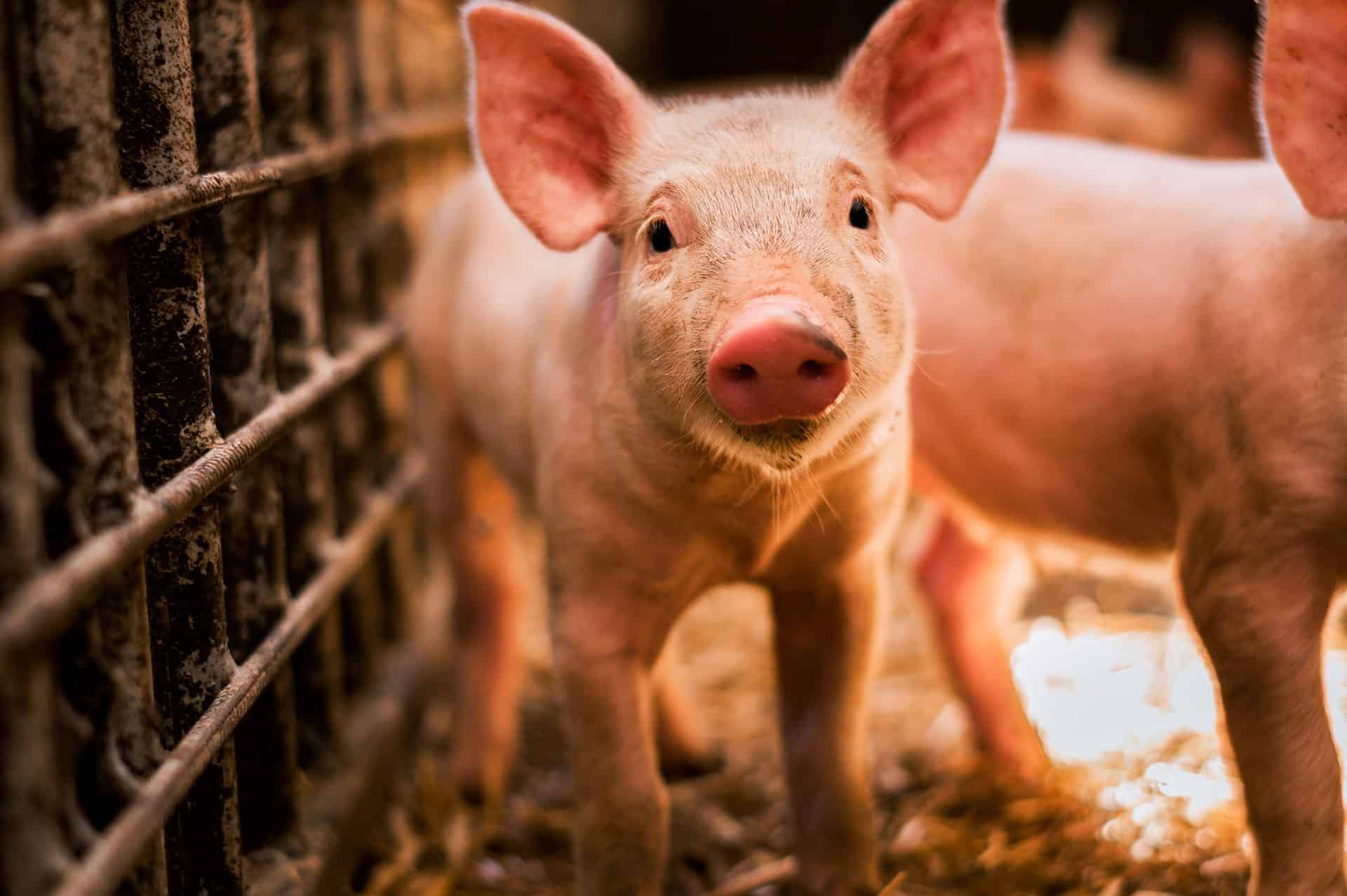Як годувати свиней з найбільшою вигодою?